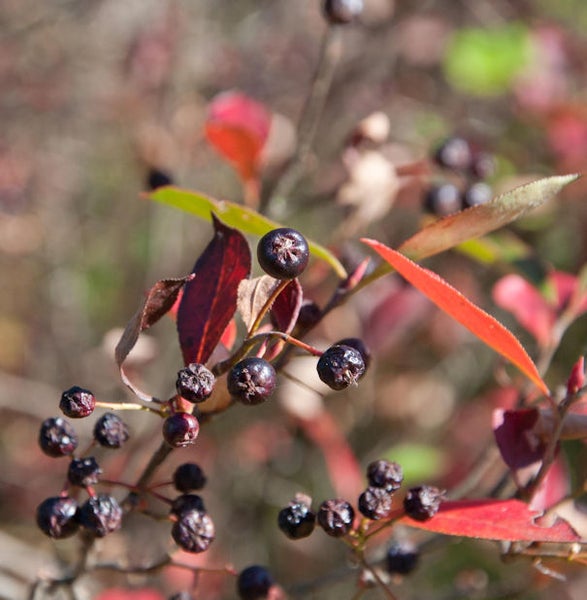 Aronia mit roten Blättern und schwarzen Beeren