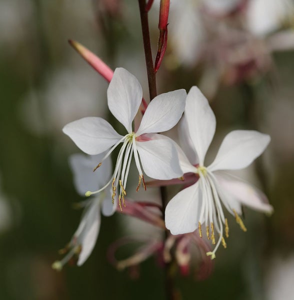 Gaura-Blütenstand mit weißen Blütenblättern