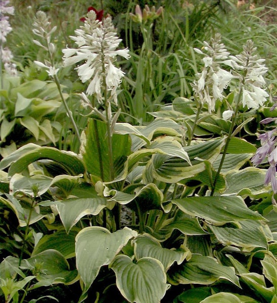 Hosta mit weißen Blüten und grün-weiß geränderten Blättern im Garten