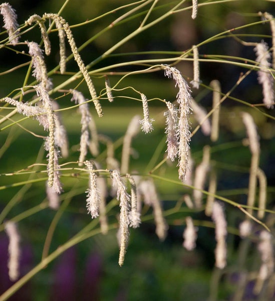 Nahaufnahme von Kerzenknöterichblüten
