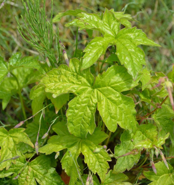 Nahaufnahme von Elfenblume mit Blättern