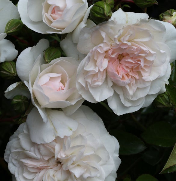 Nahaufnahme von vier blühenden Rosen