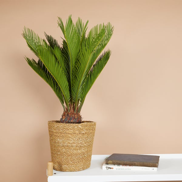 Bloomique - Cycas Revoluta - Palmfarn - Sagopalme - Palme - Sehr Pflegeleicht - Höhe 60-70 cm - Topf 17 cm