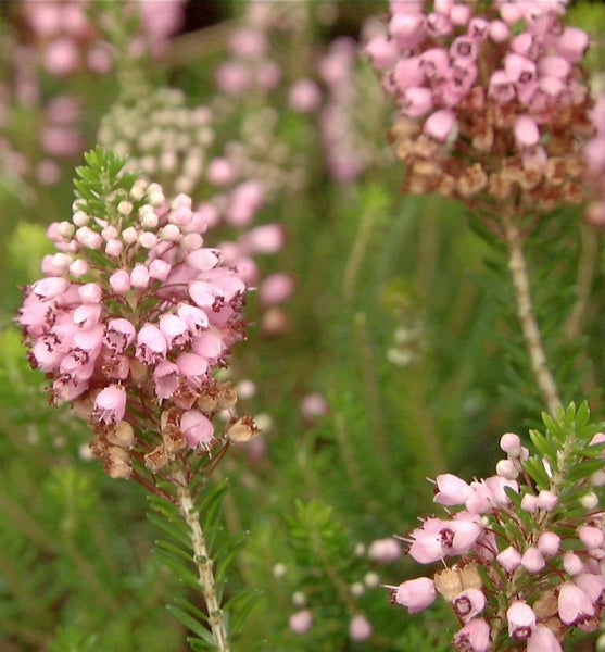 Nahaufnahme von Glockenheide mit zarten Blüten