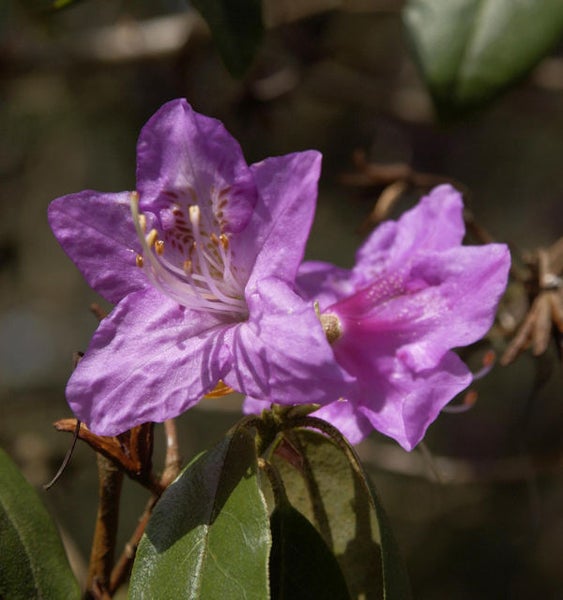 Nahaufnahme von lila Rhododendronblüten
