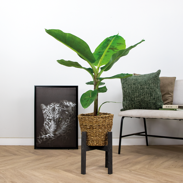 Bloomique - Musa Dwarf Cavendish - Bananenpflanze - Zimmerpflanzen - Luftreinigend - Tierfreundlich - 80-100 cm Hoch - In Seegraskorb 21 cm