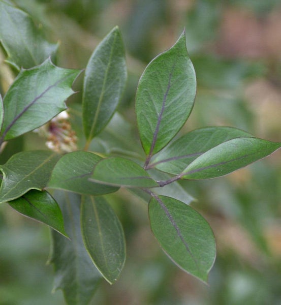 Nahaufnahme von Stechpalmenblättern