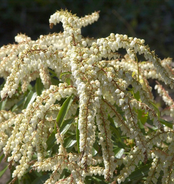 Schirmmyrte mit weißen Blüten