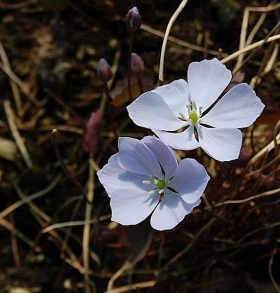 Nahaufnahme von zarten Blüten mit fünf Blütenblättern