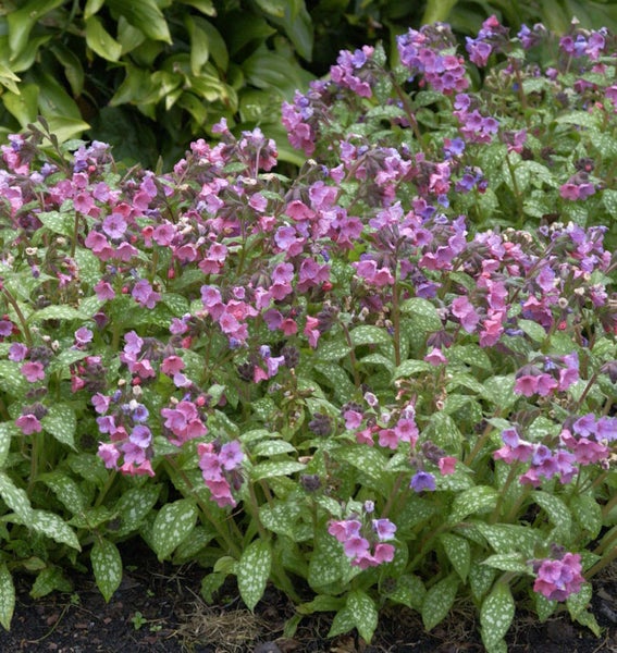 Lungenkrautpflanze mit rosa und violetten Blüten im Gartenbeet.