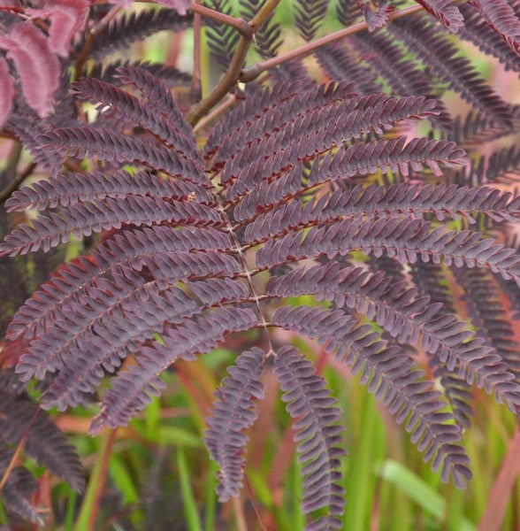 Blätter einer Seidenakazie Nahaufnahme