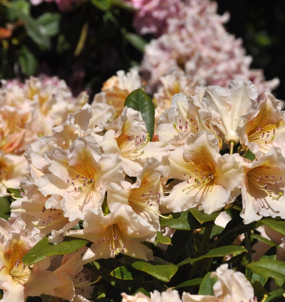 Nahaufnahme einer blühenden Rhododendron Pflanze