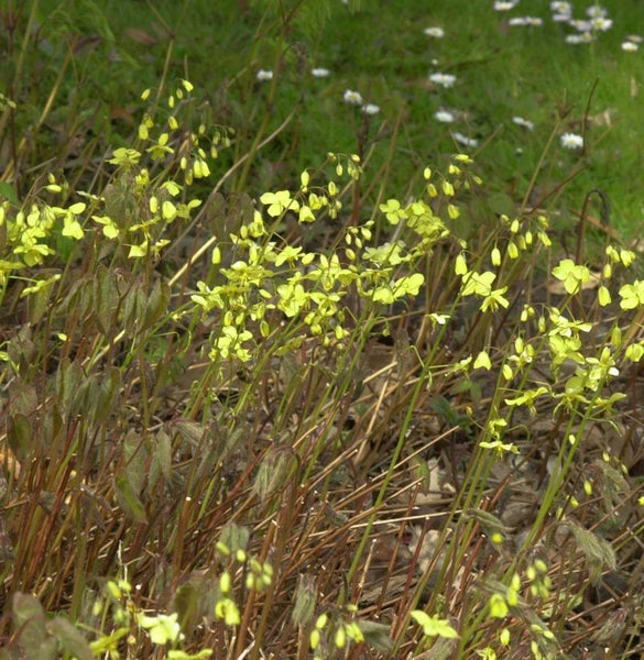 Gelber Lerchensporn im Garten