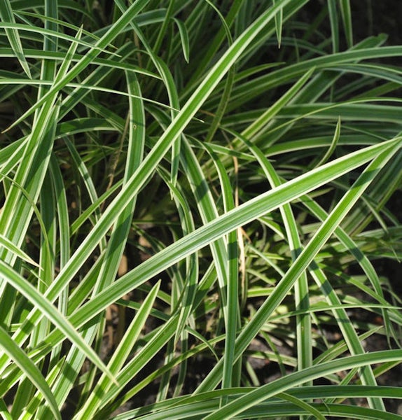 Pflanzen der Gattung Ziergras mit gestreiften Blättern
