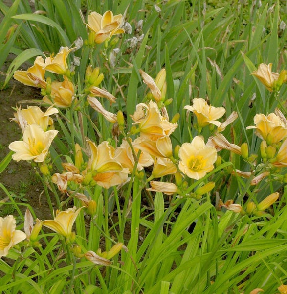 Gelbe Taglilien im Gartenbeet
