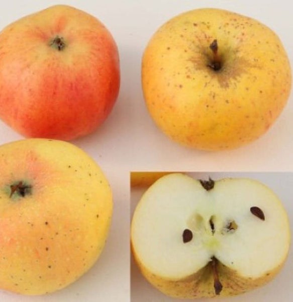 Vier Äpfel, einer davon halbiert, zeigen das Fruchtfleisch und die Kerne