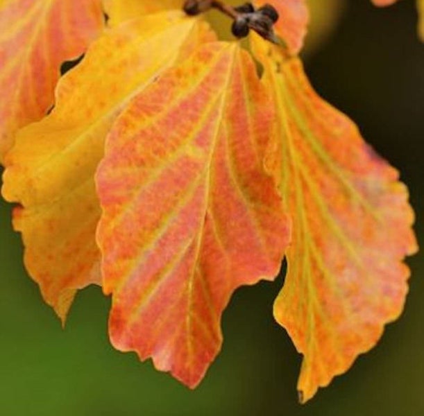 Nahaufnahme von orangefarbenen Blättern im Herbst