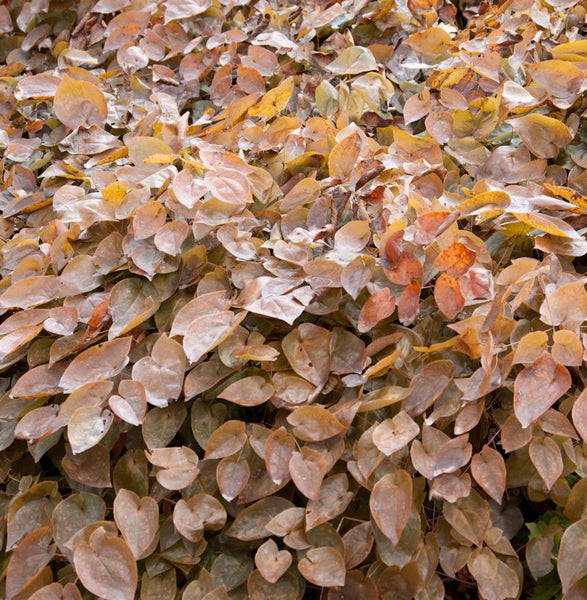 Bodendecker mit braunen Blättern