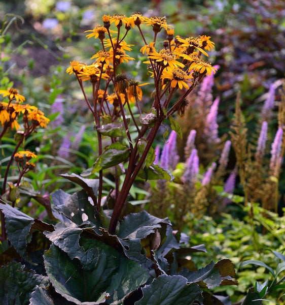 Blühende Raublattaster-Pflanze im Garten