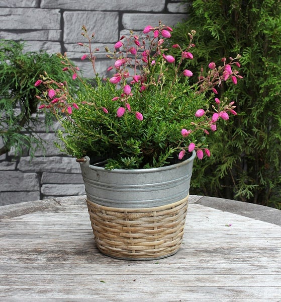 Erica gracilis im Topf mit rosa Blüten auf einem Holztisch