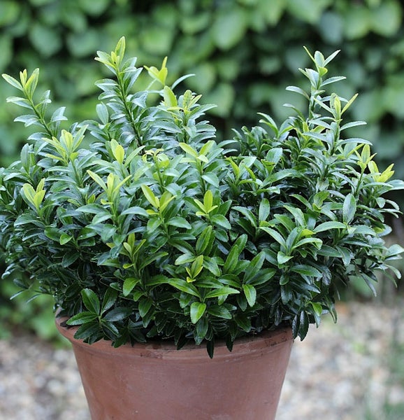 Buchsbaum im Topf für den Garten
