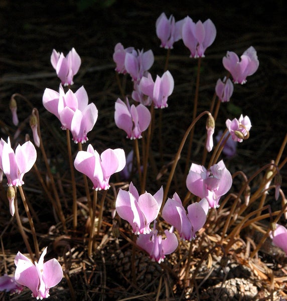 Nahaufnahme von Alpenveilchen mit zarten Blütenblättern