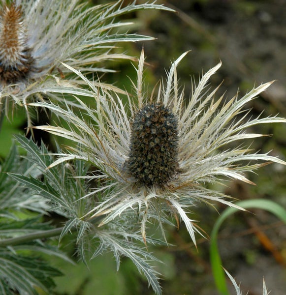 Nahaufnahme einer Mannstreu Pflanze