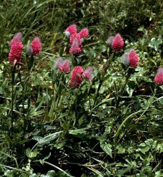 Inkarnatklee im Garten