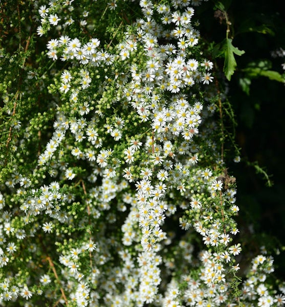 Kaskaden Aster mit vielen kleinen Blüten