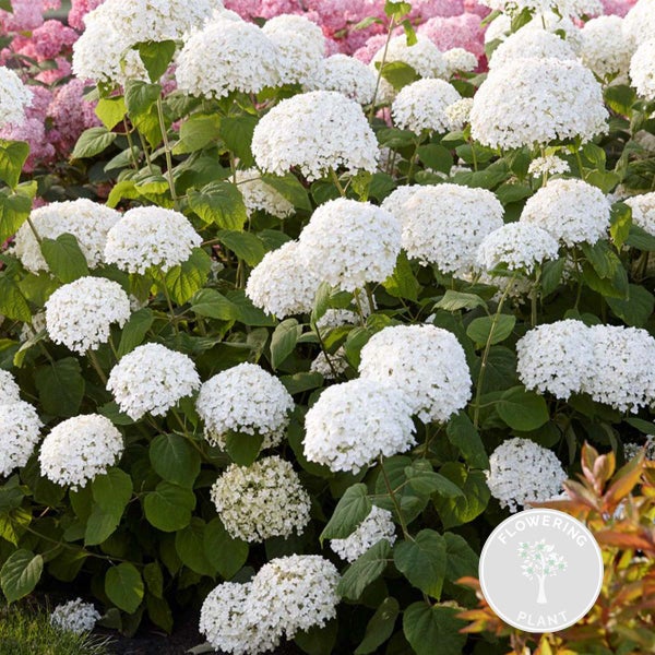 Hortensie 'Strong Annabelle' - Hortensie - Strauch - Winterhart – ⌀19 cm - ↕40-50 cm