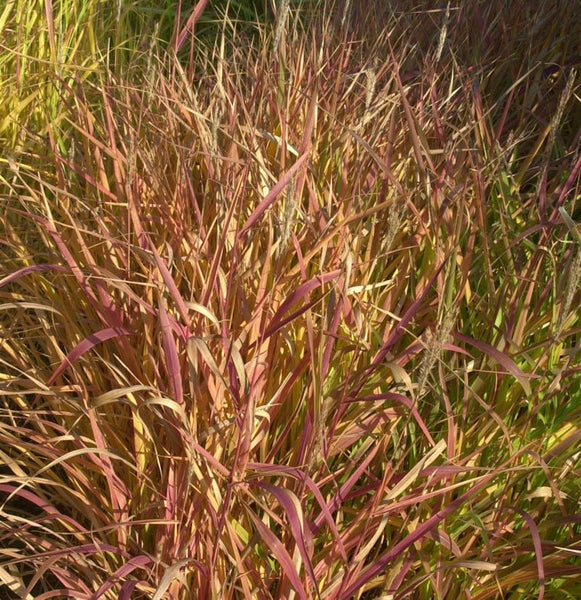 Chinaschilf im Garten