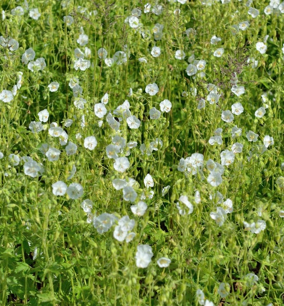 Feld mit Wiesen-Storchschnabel-Blüten