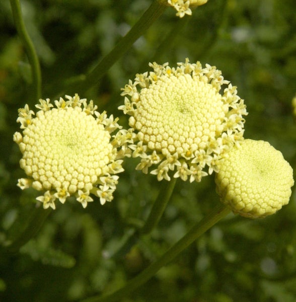 Nahaufnahme von Echter Eberraute Blüten