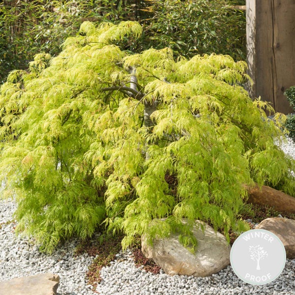 Bloomique - Acer Palmatum Going Green - Japanischer Ahorn - Grünes Laub - Gartenpflanzen - Winterhart - 40-50 cm Hoch - Topf 15 cm