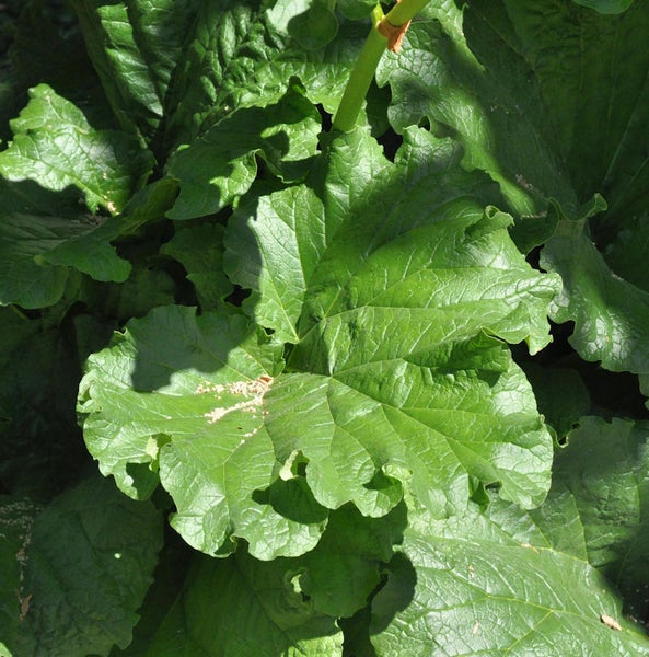 Nahaufnahme von Rhabarberblättern