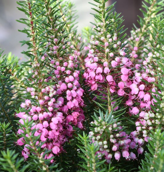 Nahaufnahme von Heidekraut mit rosa Blüten