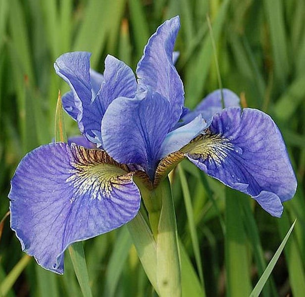 Nahaufnahme einer blauen Schwertlilie im Garten.