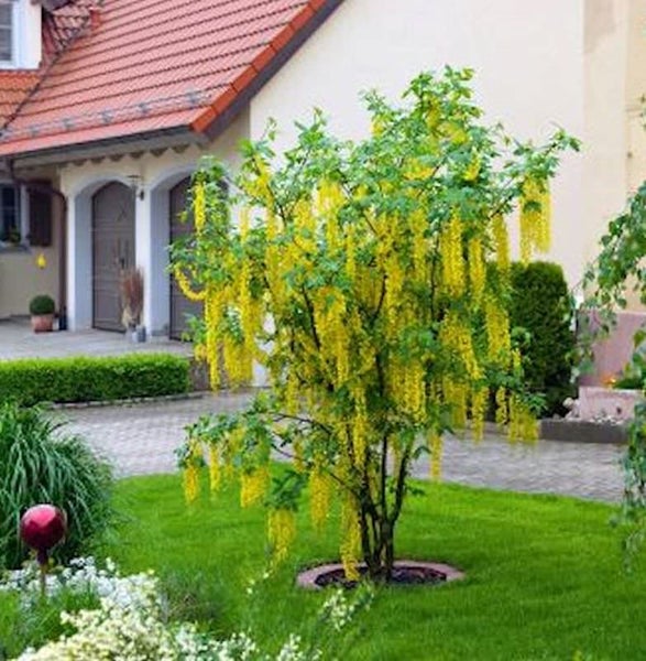Goldregenbaum im Garten mit gelben Blütenständen vor einem Wohnhaus