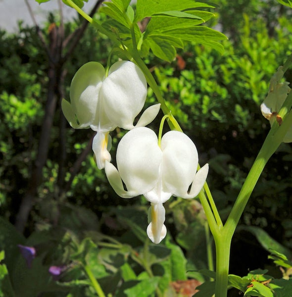 Weiße Tränendes Herz Blume im Garten