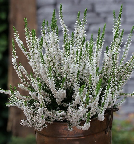 Winterheide in einem Topf