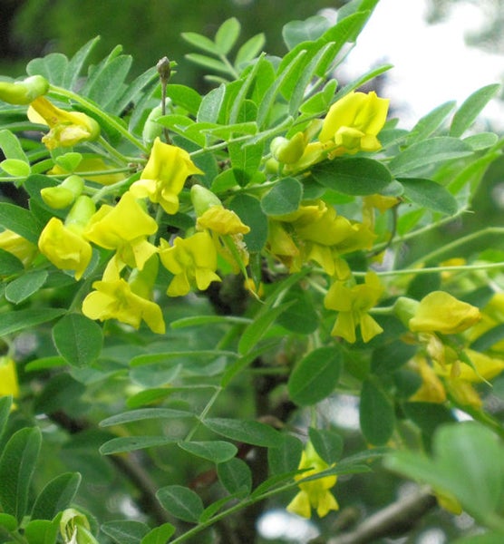 Blühender Goldregen mit grünen Blättern