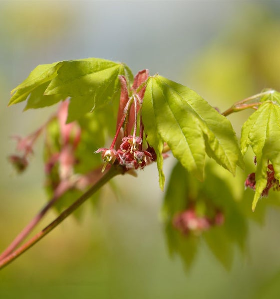 Zweig mit grünen Blättern und roten Blüten