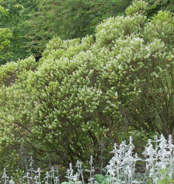 Gruppe blühender Sträucher im Garten