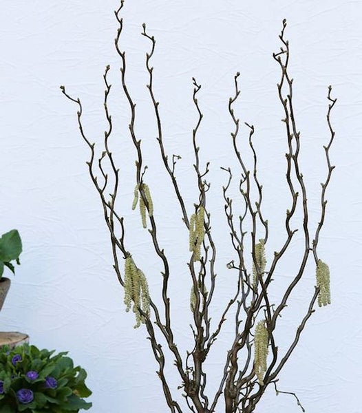 Zweigbusch mit Blütenständen als Dekoration
