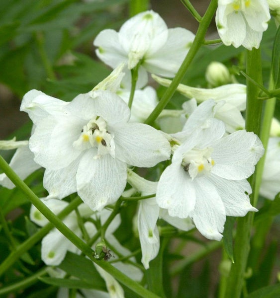 Nahaufnahme von weißen Ritterspornblüten.