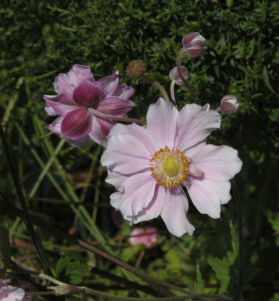 Nahaufnahme von rosa Herbstastern im Garten