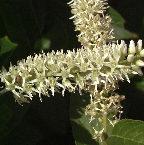 Blütenstand einer Pflanze