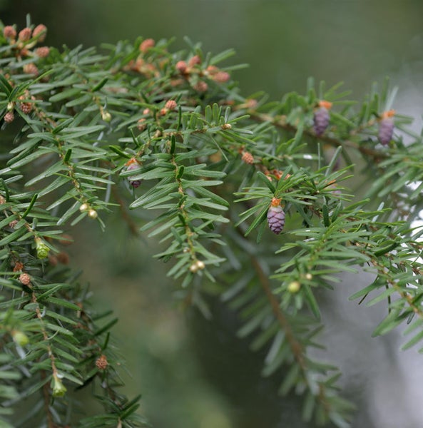 Nahaufnahme von Hemlocktanne mit Nadeln und Zapfen