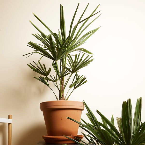 Bloomique - 2er Set - Trachycarpus Fortunei - Chinesische Hanfpalme - Palmen Winterhart Draußen - Höhe 60-70 cm - Topf 21 cm