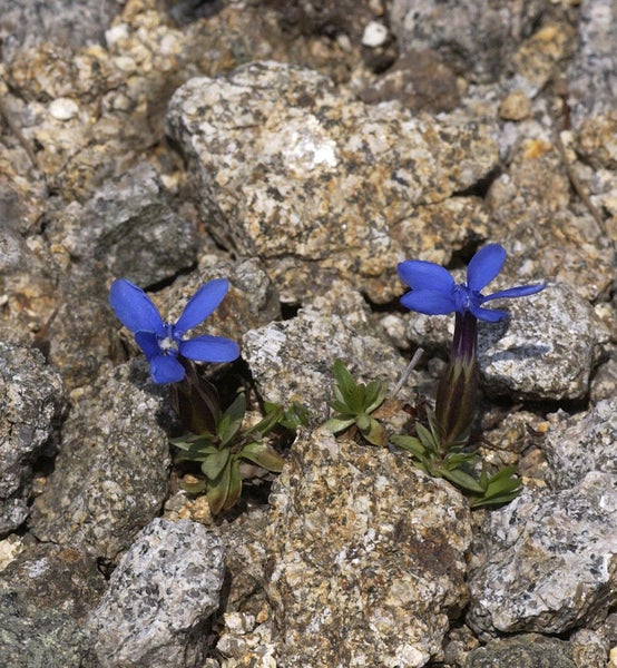 Zwei blaue Enzianblüten zwischen Steinen im Garten.